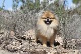 SPITZ ALLEMAND 318